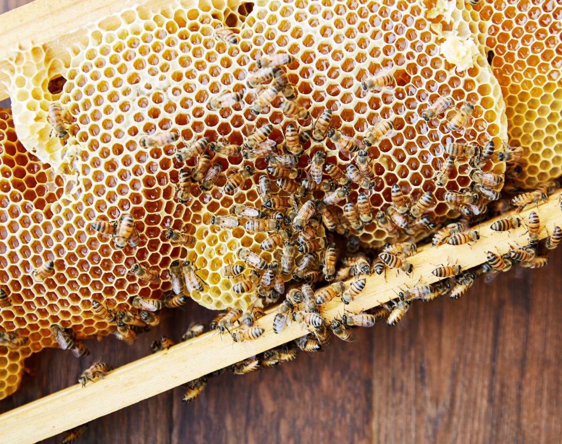 How honeycombs can build themselves