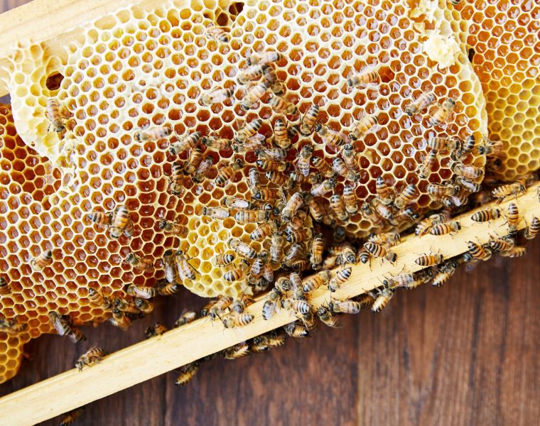 What is Comb Honey? Two Hives Honey Honey and Hive Tours in Austin, TX