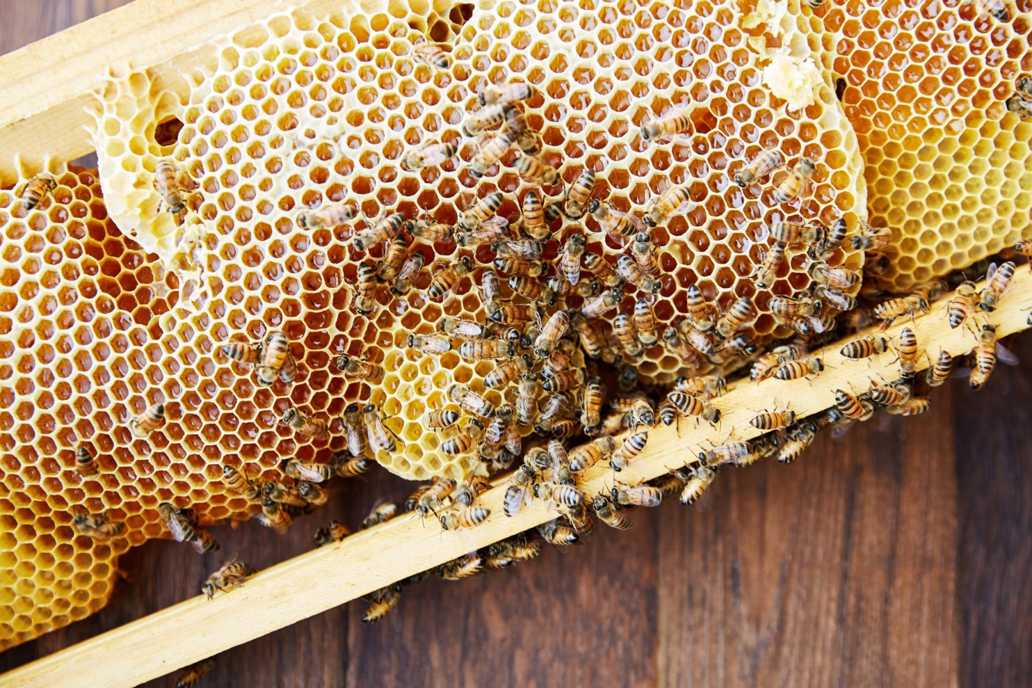 What is Comb Honey? - Two Hives Honey - Honey and Hive Tours in