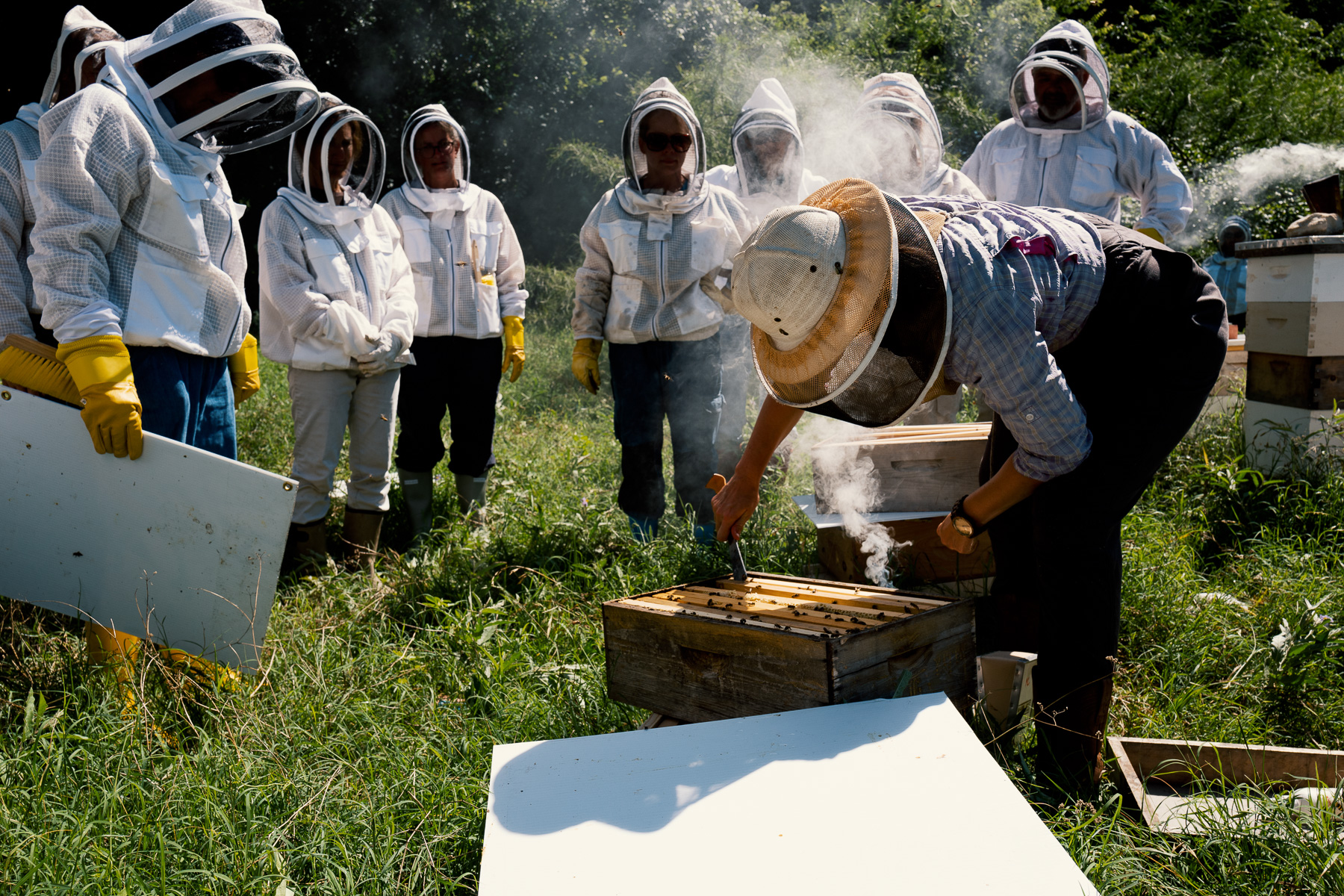 two-hives-image-6