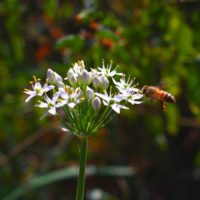 bee and flower