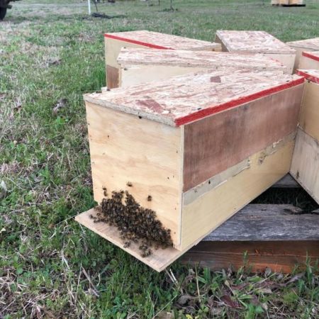 wooden nuc of bees