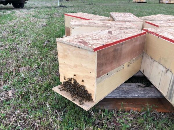 wooden nuc of bees