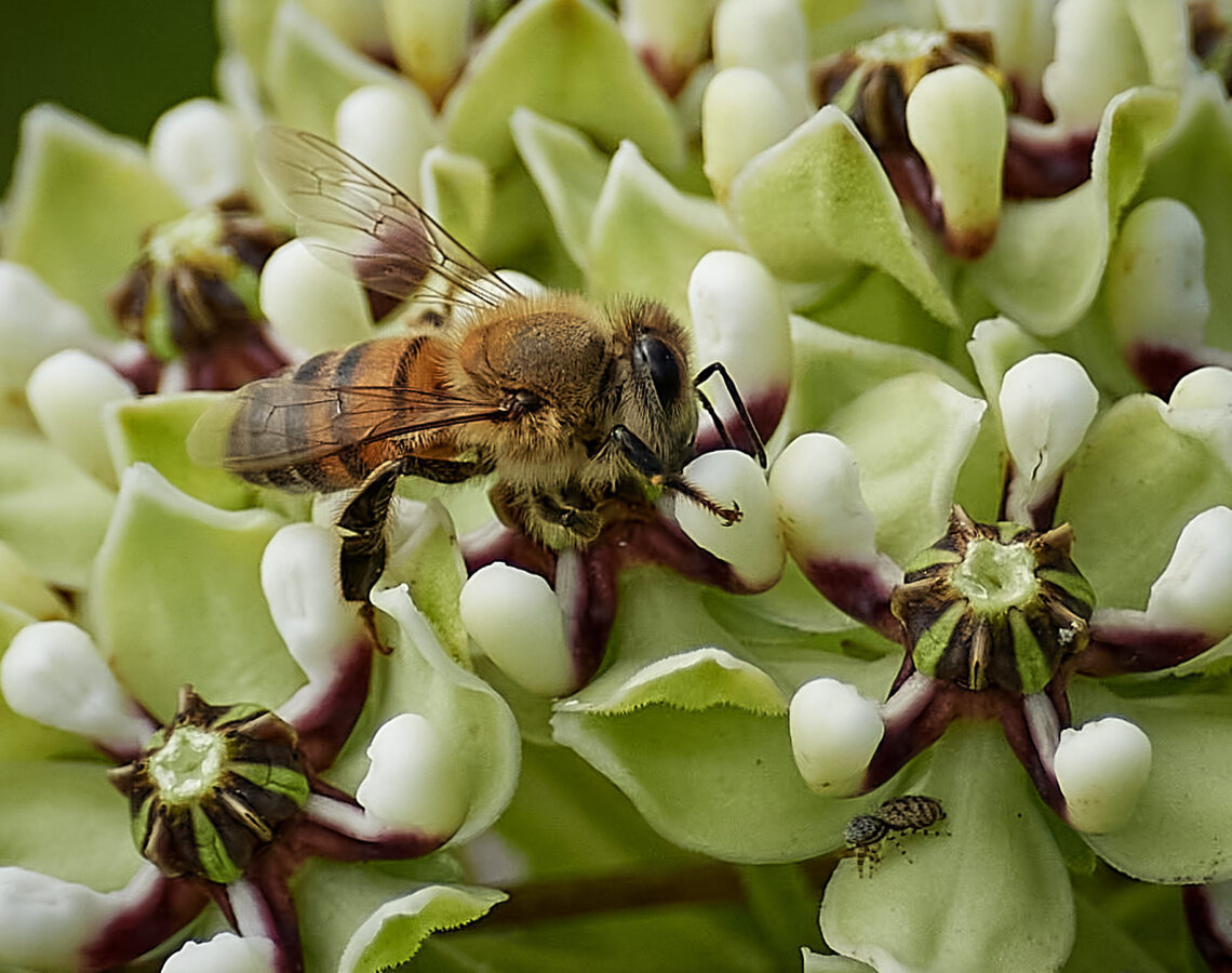 The Secret Language Of Flowers Two