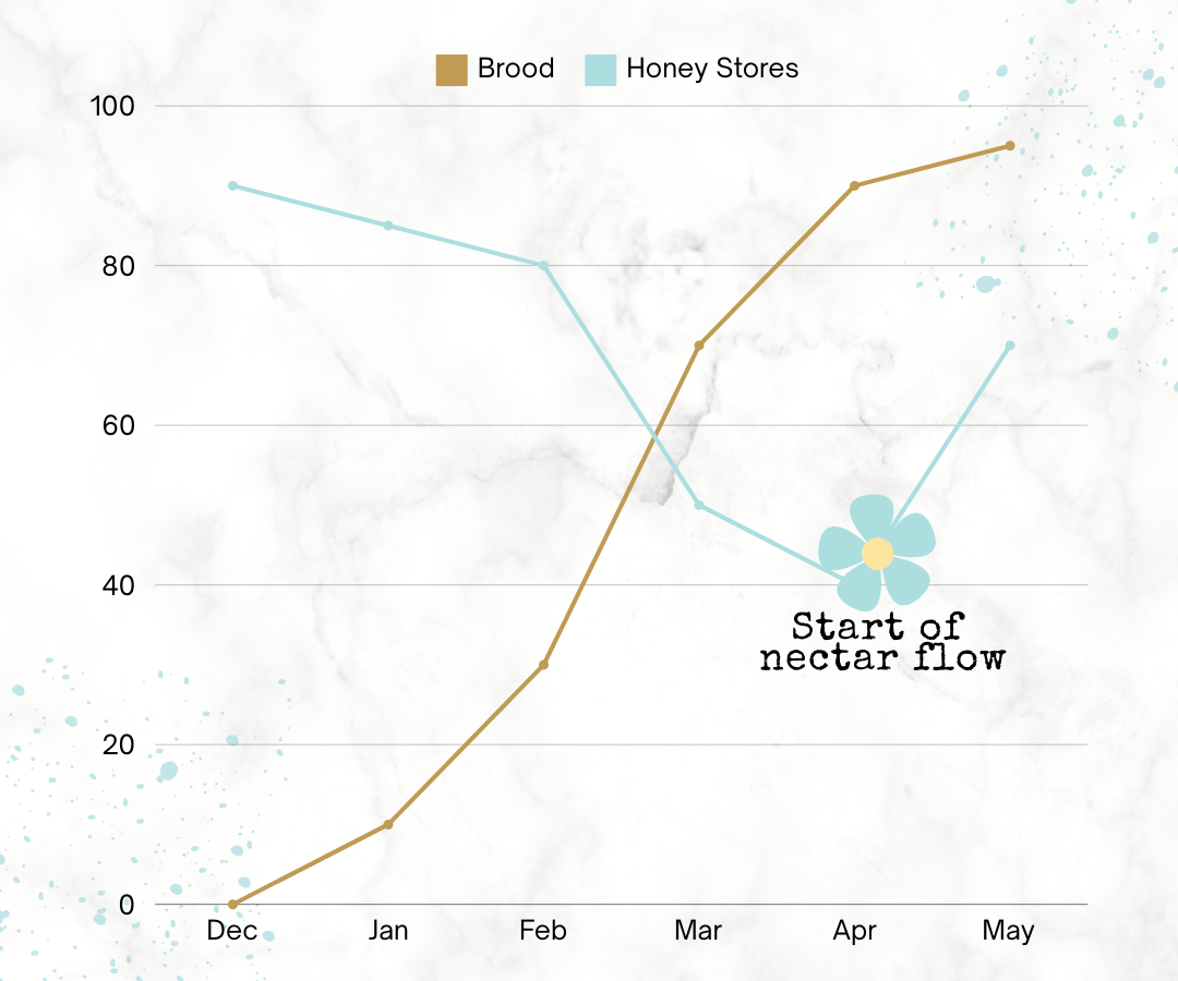 Chart showing how brood build up in the spring can result in depleting honey stores, and potentially, starving bees.