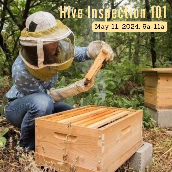Hive Inspection 101 image, May 11
