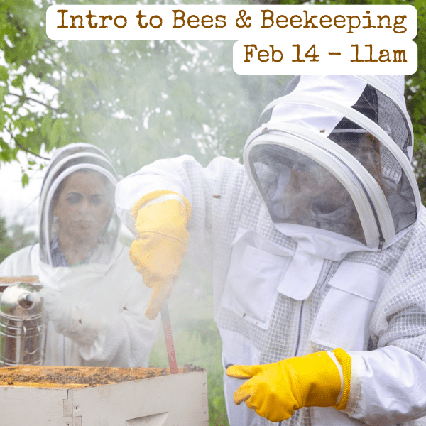 2/14/26, 11am-1pm. Interested in starting your own backyard hive? This classroom-based workshop will focus on bee biology and behavior and how to get started as a beekeeper, including discussions of city and state regulations, required time and financial commitment, a demonstration of necessary equipment, and information on where you can get your own bees. After this class, you will be primed to take our Hive Inspection 101 class.