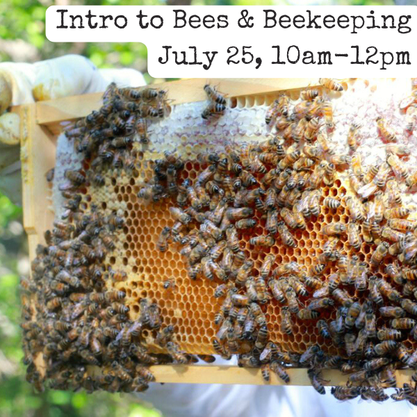 7/25/26, 10am-12pm Interested in starting your own backyard hive? This classroom-based workshop will focus on bee biology and behavior and how to get started as a beekeeper, including discussions of city and state regulations, required time and financial commitment, a demonstration of necessary equipment, and information on where you can get your own bees. After this class, you will be primed to take our Hive Inspection 101 class.