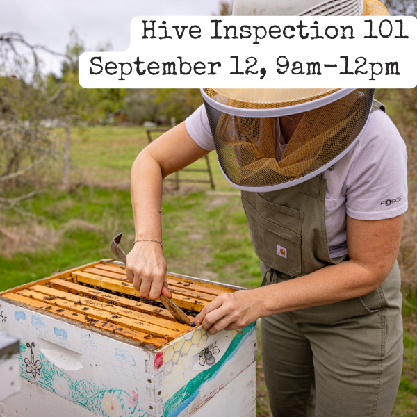 9/12/26, 9am-12pm This immersive class is perfect for new beekeepers who have taken our intro course or are preparing to start their first hives. You’ll begin in the classroom to learn inspection techniques, then suit up and head to the apiary for a group hive inspection. By identifying brood stages, practicing equipment handling, and building confidence, you’ll be prepared to keep your bees healthy and thriving.