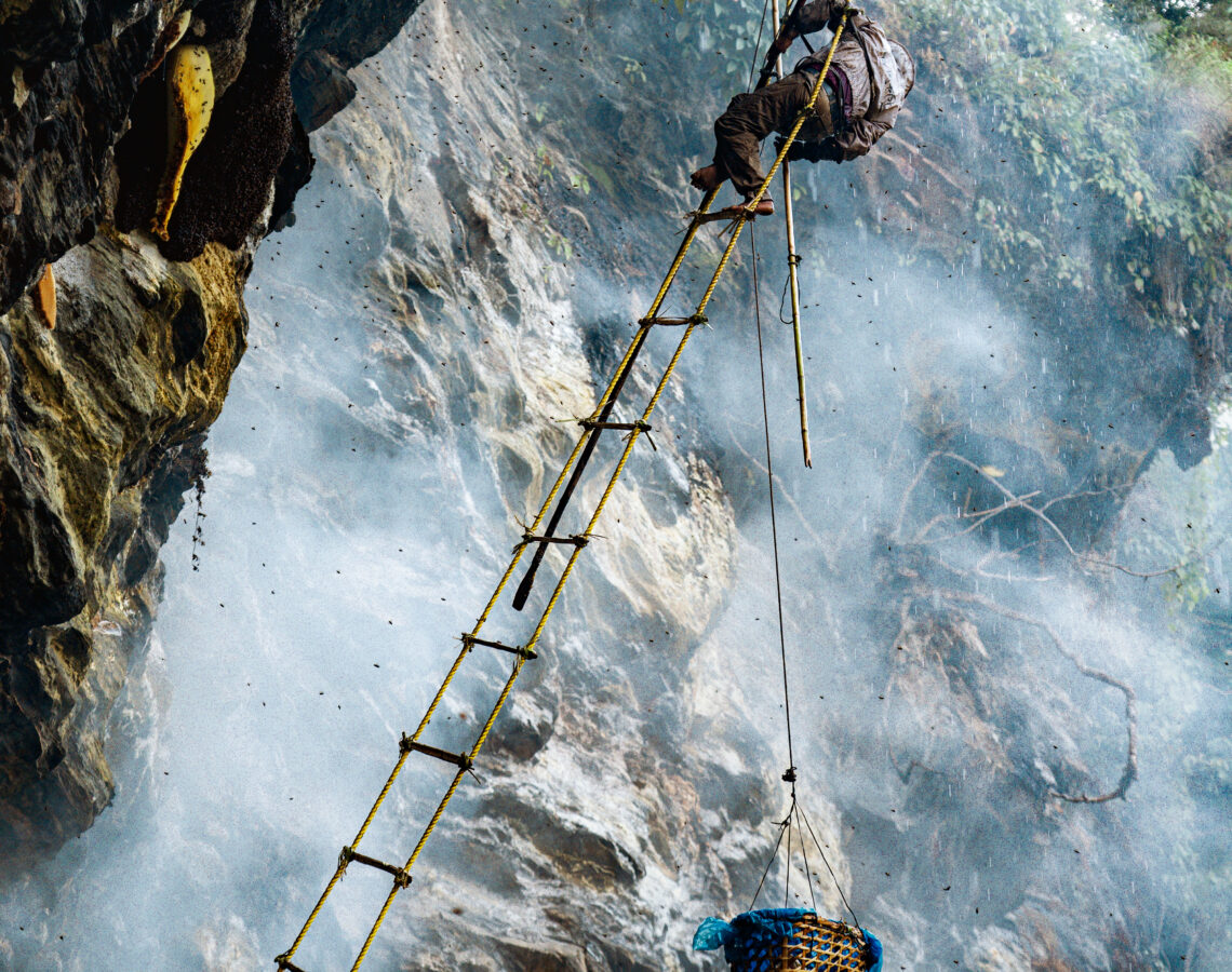 Mad honey hunter harvesting honey
