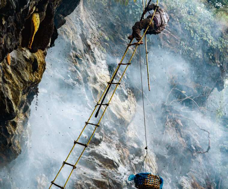 Mad honey hunter harvesting honey
